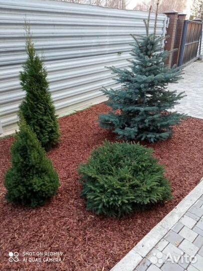 Мульча кора лиственницы