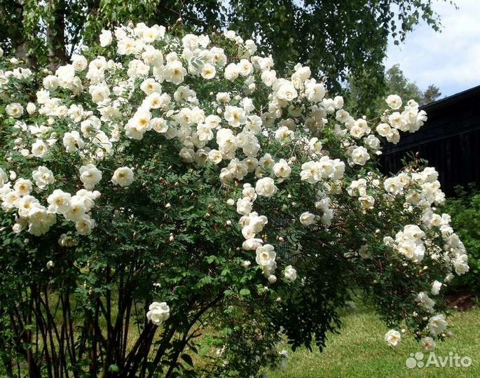 Продаю розу бедренцеволистная (Rosa pimpinellifol