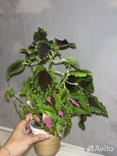 Растения бесплатно