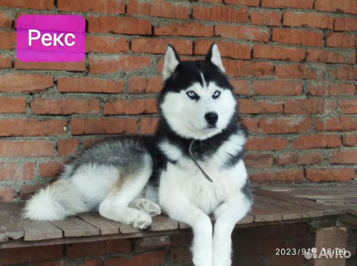 Щенки сибирской хаски