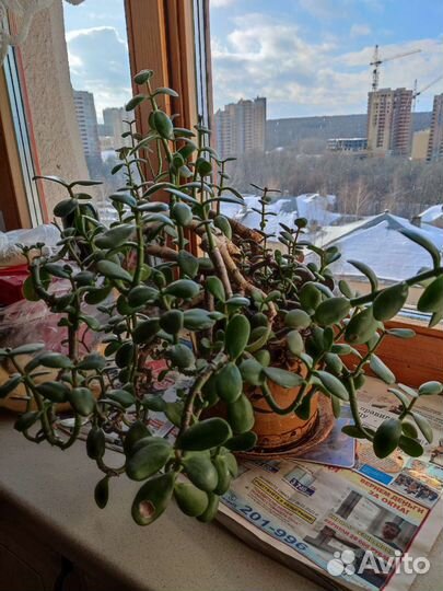 Комнатные цветы