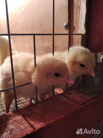 Бройлеры подрощенные по спеццене