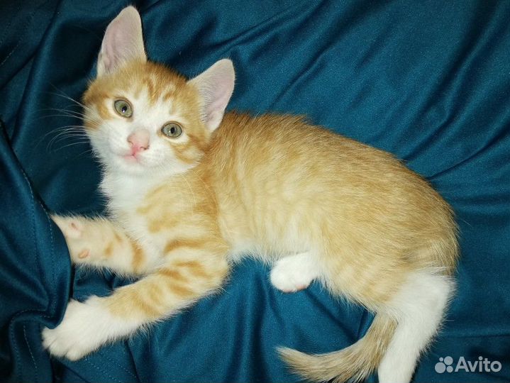 Котятушки ищут дом