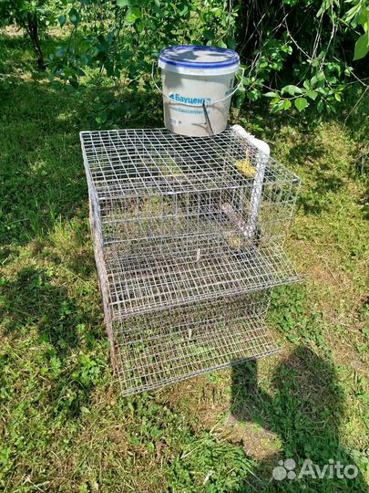 Клетки для перепелов