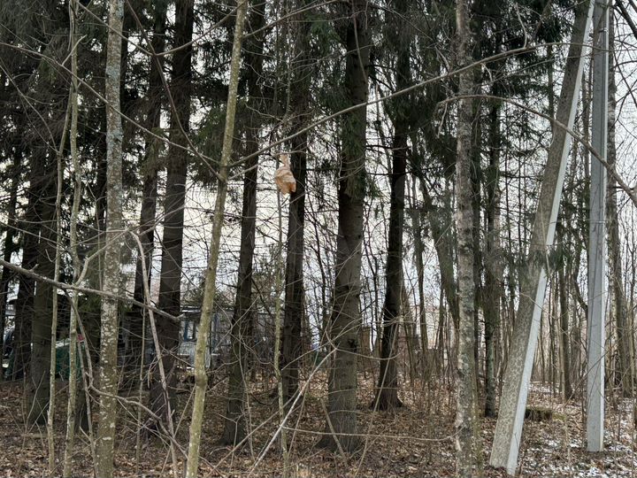 Участок 8,5 сот. (ИЖС)