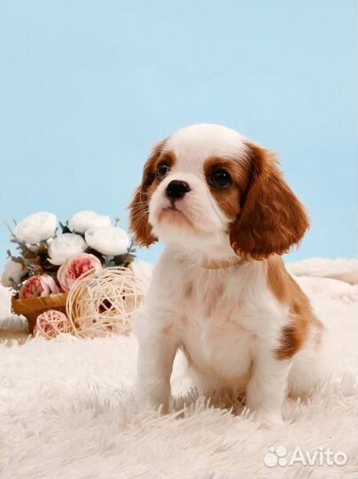 Кинг чарльз спаниель