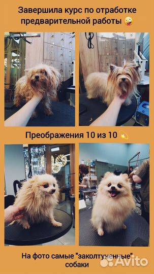 Груминг собак, стрижка собак