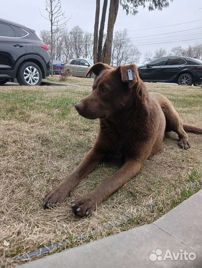 Косоглазый красавчик ищет дом, кобель