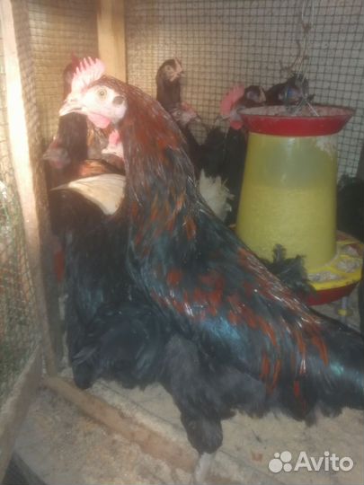 Петух Маран