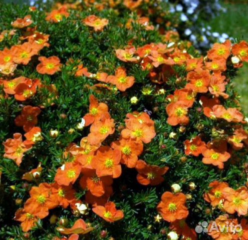 Лапчатка кустарниковая