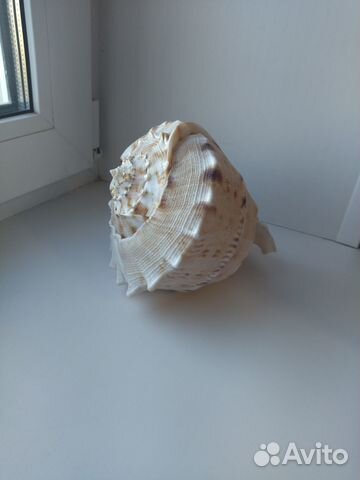 Морские ракушки раковины