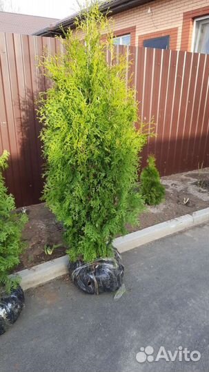 Туя-Пирамидальная