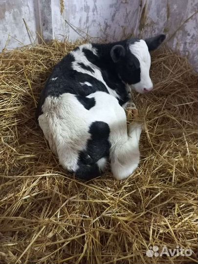 Телята породистые на откорм