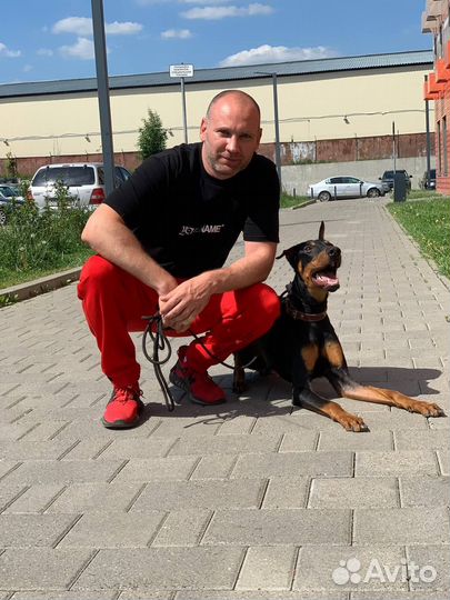 Кинолог. Специалист по поведению собак