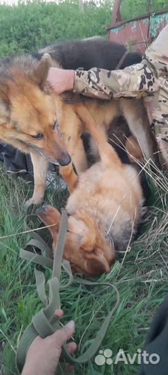 Немецкая овчарка