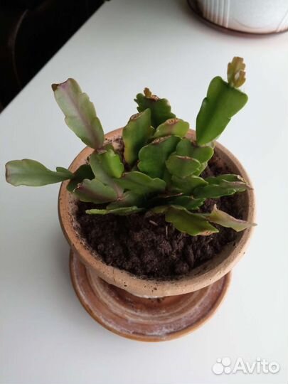 Декабрист. Розовый