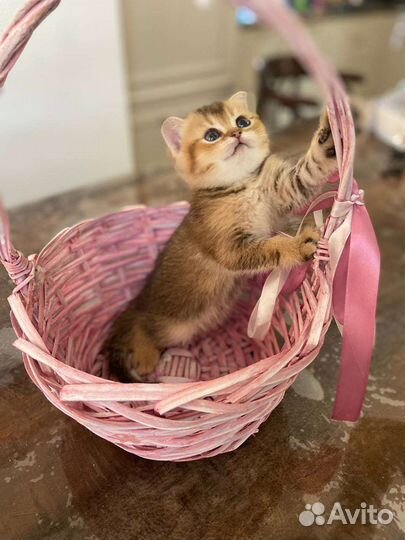 Котята золотая шиншилла