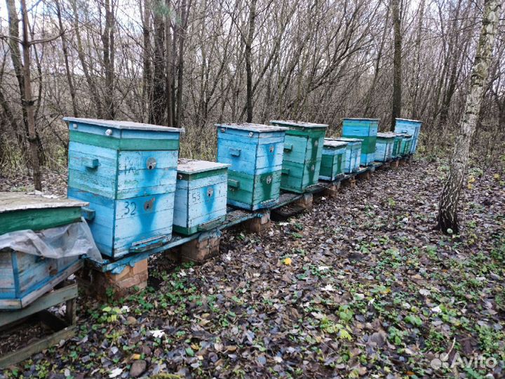 Ульи с пчелами