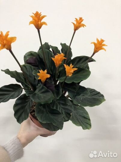 Пальма дипсис