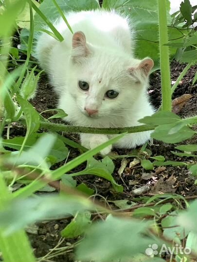 Котята метисы Американский керл в дар бесплатно