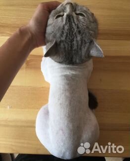 Стрижка животных