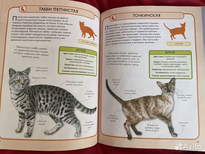 Кошки книги новые