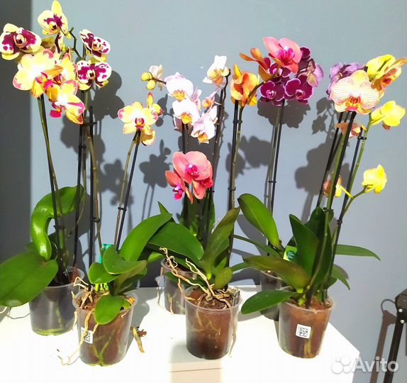 Орхидея фаленопсис, цветы, растения. Отправляю