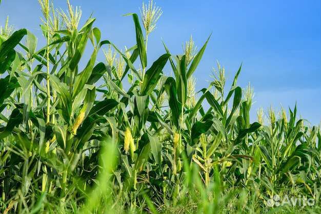 Обмен 10 тон кукурузы