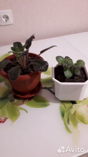 Комнатные цветы