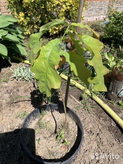 Дуб черешчатый