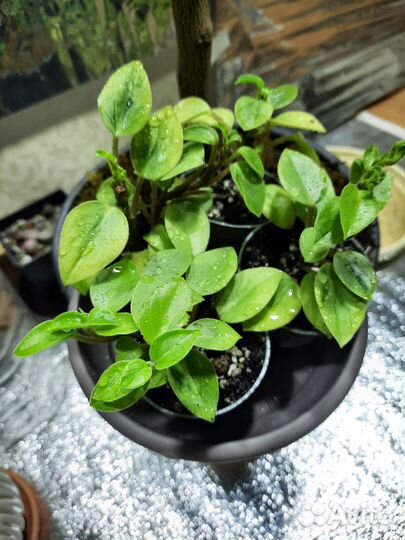 Пеперомия, пилея, фиалка, филодендрон, лавр