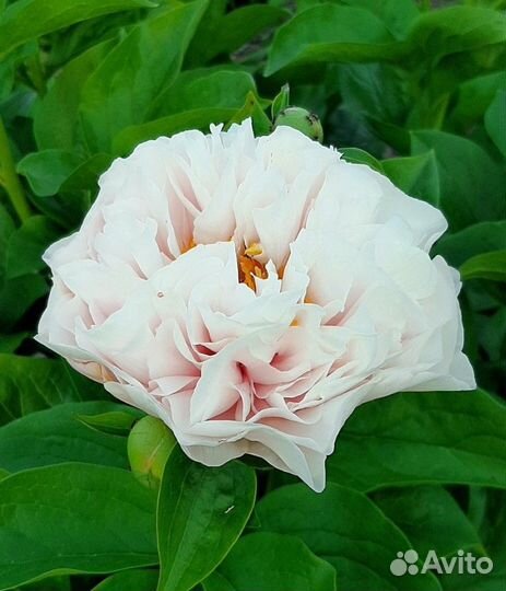 Пионы (корни) на осень