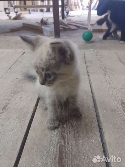 Котята в хорошие руки