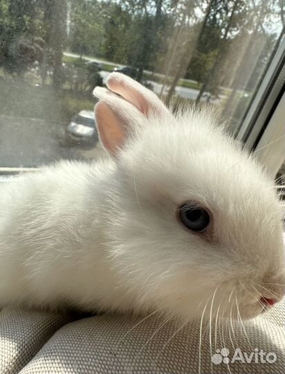 Декоративный белый голубоглазый кролик