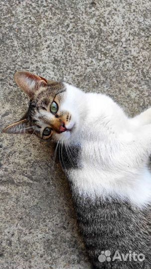 Отдам кота в добрые руки