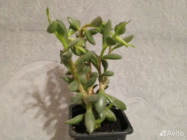 Адромискус