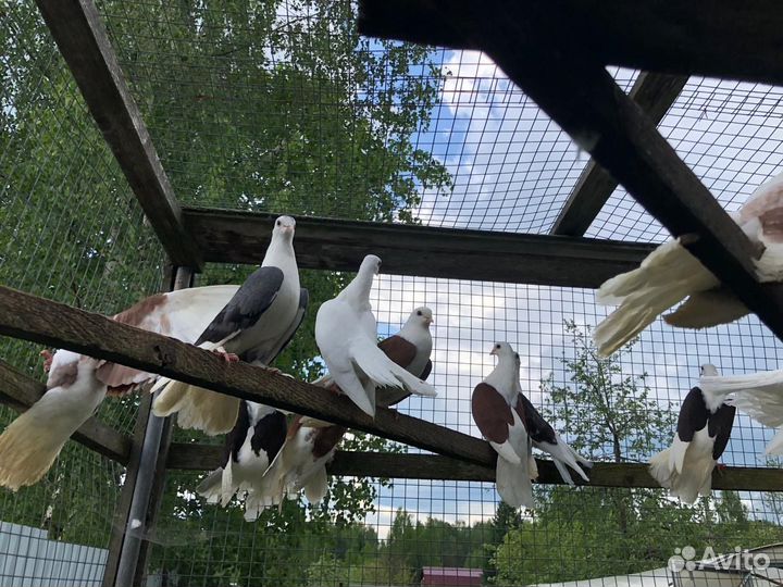 Голуби