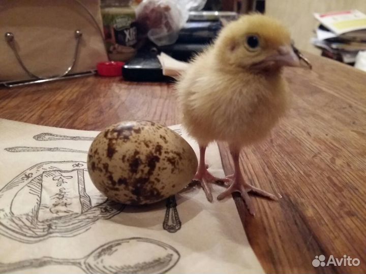 Яйцо инкубационное перепелиное