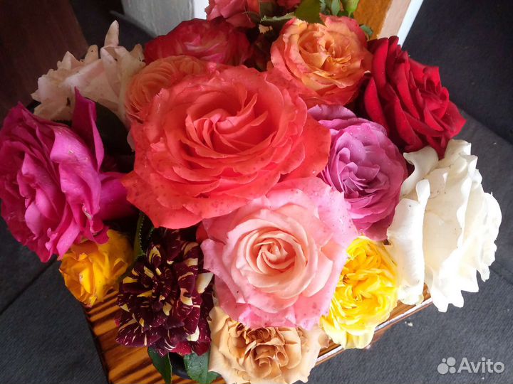 Саженцы роз оптом