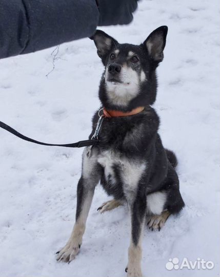 Подарите прогулку животным приюта