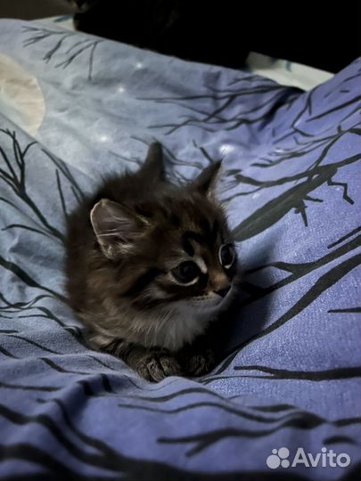 Котенок девочка в добрые руки