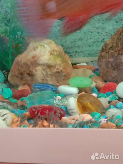 Хромис красавец