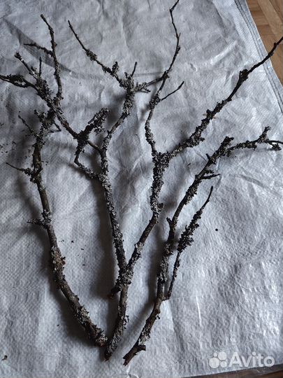 Замшеловые красивые веточки