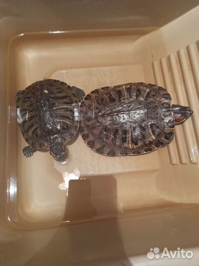 Черепашки красноухие