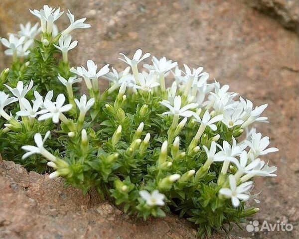 Растения для альпийской горки купить в Михайловске | Товары для дома и ...