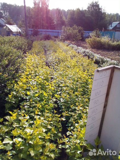 Пузыреплодник калинолистный лютеус