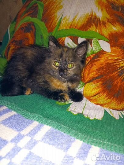 Котята в добрые руки бесплатно