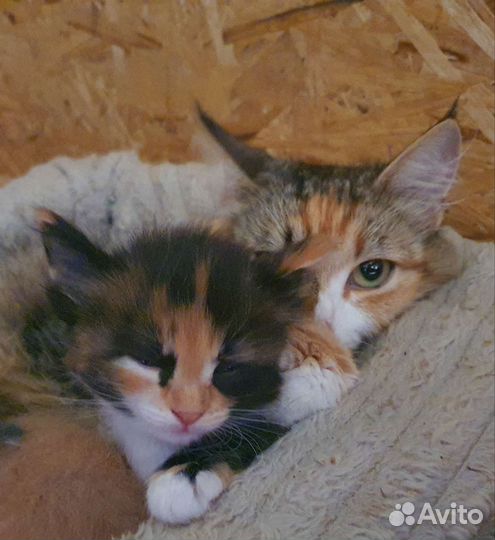 Котята в добрые руки бесплатно