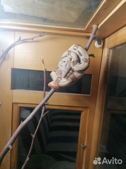 Императорский удав