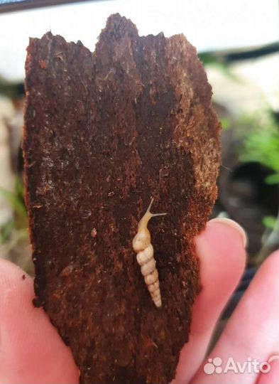 Улитка Суббулина октона и другие